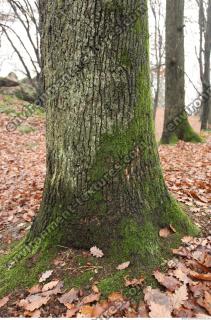 tree bark mossy 0009